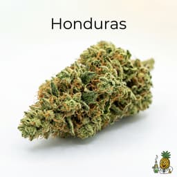 Honduras cannabis strain