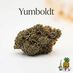 Yumboldt cannabis strain