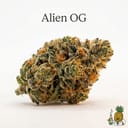 Alien OG cannabis strain