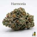 Harmonia cannabis strain