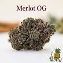 Merlot OG cannabis strain