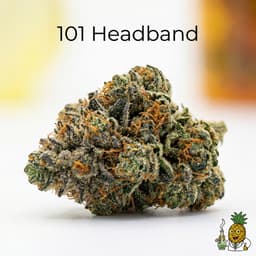 101 Headband cannabis strain