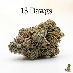 13 Dawgs cannabis strain