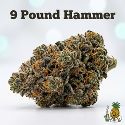 9 Pound Hammer cannabis strain