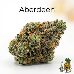 Aberdeen cannabis strain