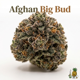 Afghan Big Bud cannabis strain