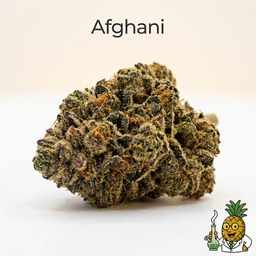 Afghani cannabis strain