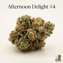 Afternoon Delight #4 cannabis strain