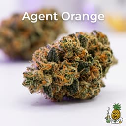 Agent Orange cannabis strain