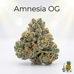 Amnesia OG cannabis strain