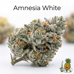 Amnesia White cannabis strain
