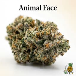 Animal Face cannabis strain