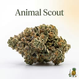 Animal Scout cannabis strain