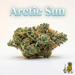 Arctic Sun cannabis strain