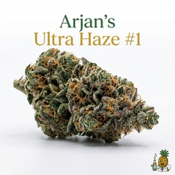 Arjan's Ultra Haze #1 cannabis strain