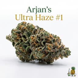 Arjan's Ultra Haze #1 cannabis strain