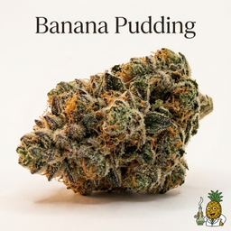 Banana Pudding cannabis strain