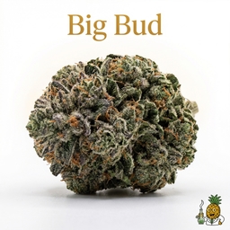Big Bud cannabis strain