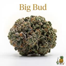 Big Bud cannabis strain
