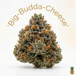 Big-Budda-Cheese cannabis strain