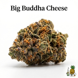 Big Buddha Cheese cannabis strain