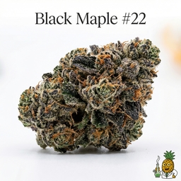 Black Maple #22 cannabis strain