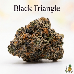 Black Triangle cannabis strain