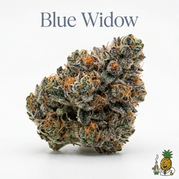 Blue Widow cannabis strain