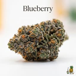 Blueberry cannabis strain