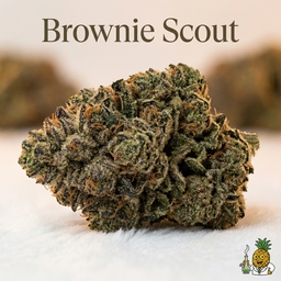 Brownie Scout cannabis strain