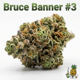 Bruce Banner #3 cannabis strain