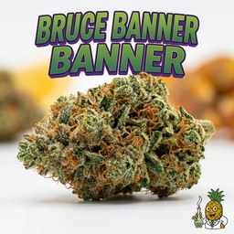 Bruce Banner cannabis strain
