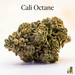Cali Octane cannabis strain