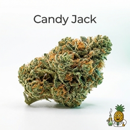 Candy Jack cannabis strain