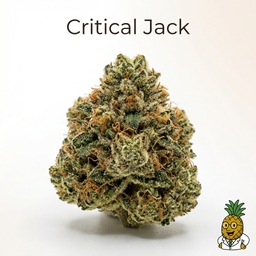 Critical Jack cannabis strain