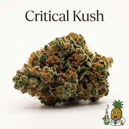 Critical Kush cannabis strain