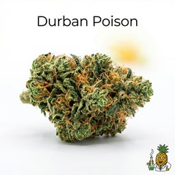 Durban Poison cannabis strain