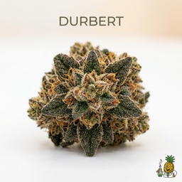 Durbert cannabis strain