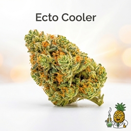 Ecto Cooler cannabis strain