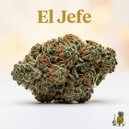 El Jefe cannabis strain