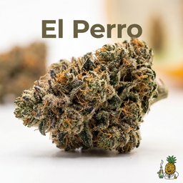 El Perro cannabis strain