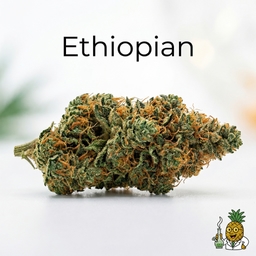Ethiopian cannabis strain