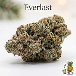 Everlast cannabis strain