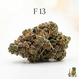 F 13 cannabis strain