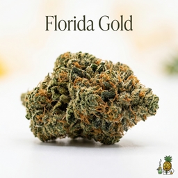 Florida Gold cannabis strain