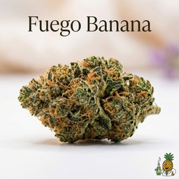Fuego Banana cannabis strain