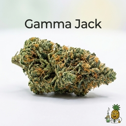Gamma Jack cannabis strain