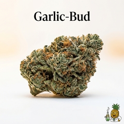 Garlic-Bud cannabis strain
