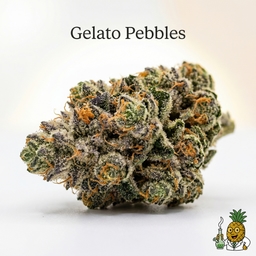 Gelato Pebbles cannabis strain