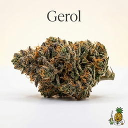 Gerol cannabis strain